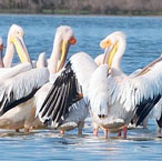 У Миколаєві презентували книгу-альбом „Кінбурнська коса”